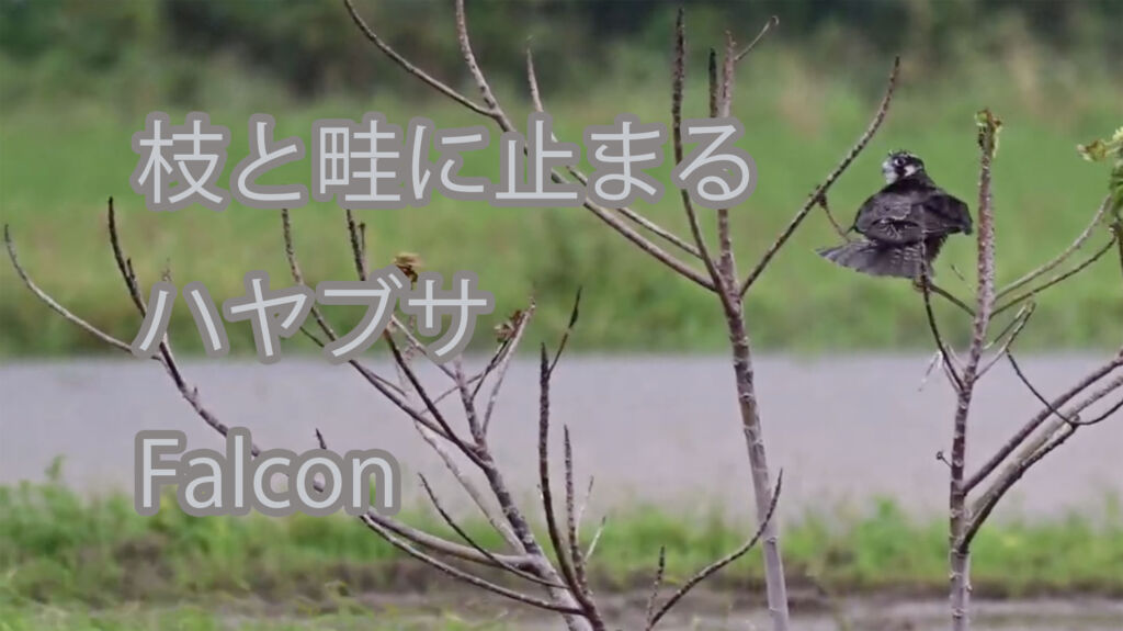 【枝と畦に止まる】ハヤブサ Falcon