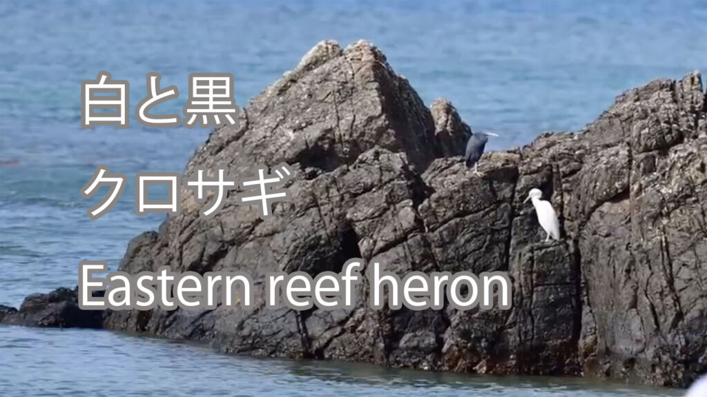 【白と黒】クロサギ Eastern reef heron