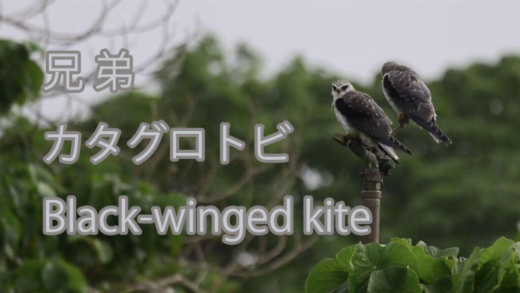 【兄弟】カタグロトビ Black-winged kite