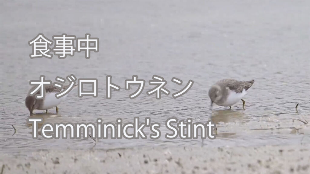 【食事中】オジロトウネン Temminick's Stint