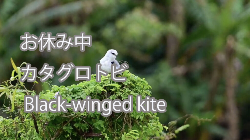【お休み中】カタグロトビ Black-winged kite