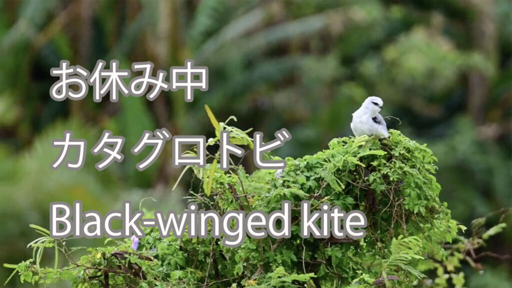 【お休み中】カタグロトビ Black-winged kite