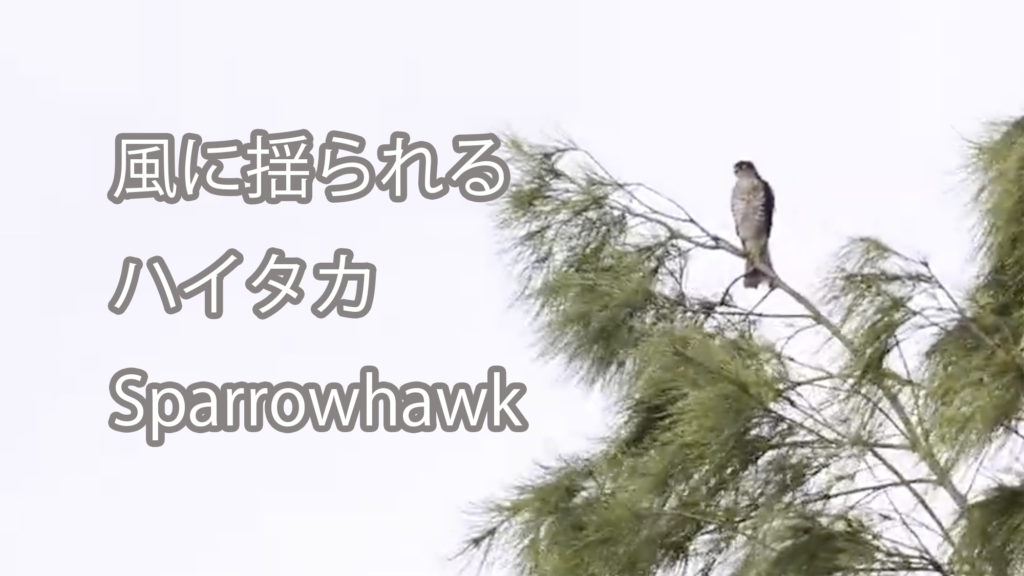 【風に揺られる】ハイタカ Sparrowhawk