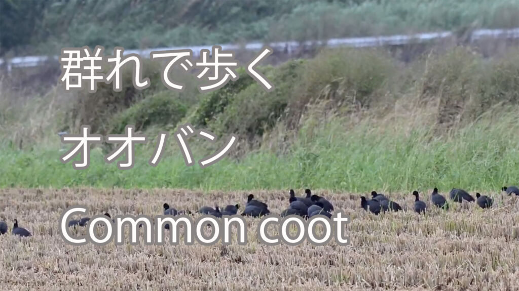 【群れで歩く】オオバン Common coot