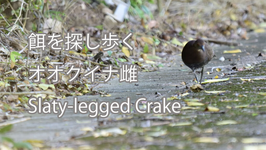 【餌を探し歩く】オオクイナ雌 Slaty-legged Crake
