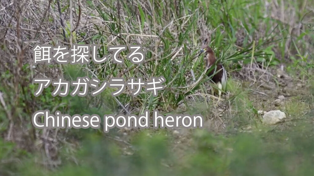 【餌を探してる】アカガシラサギ Chinese pond heron