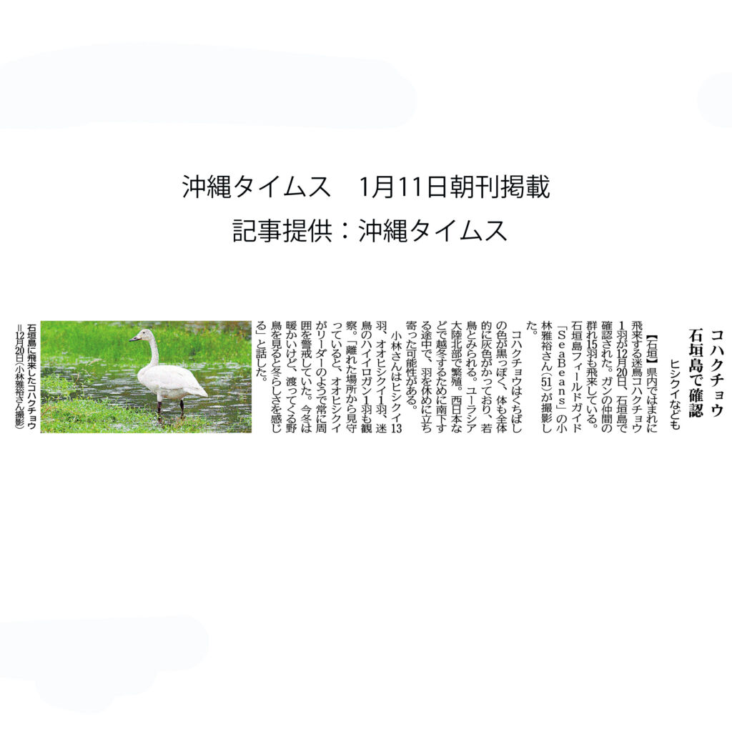 「コハクチョウ 石垣島で確認　ヒシクイなども」沖縄タイムス1月11日朝刊掲載