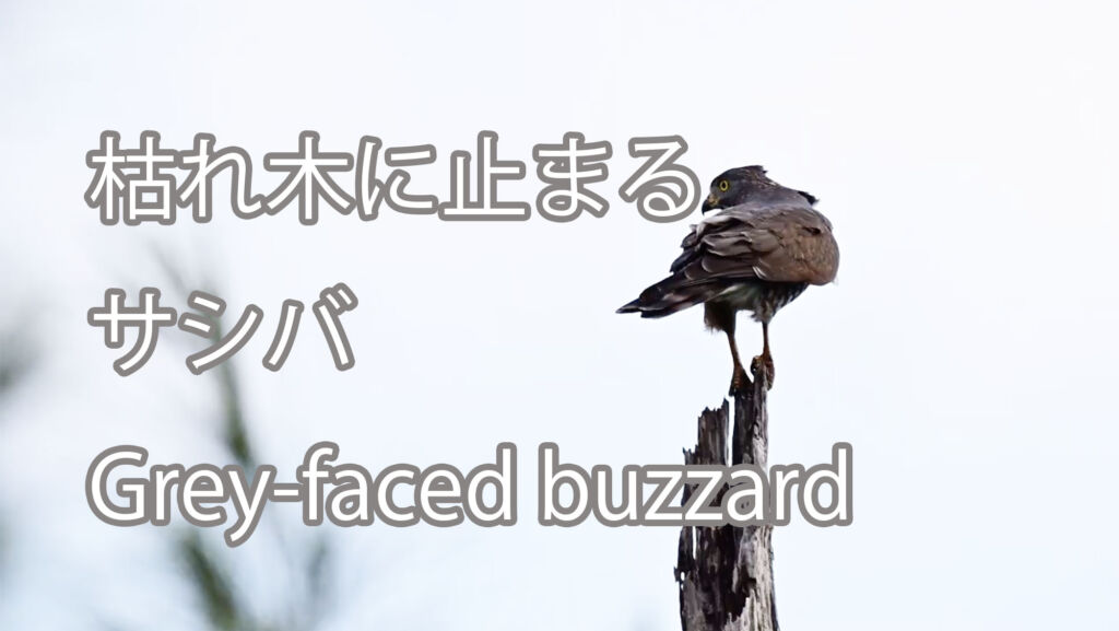 【枯れ木に止まる】 サシバ   Grey-faced buzzard