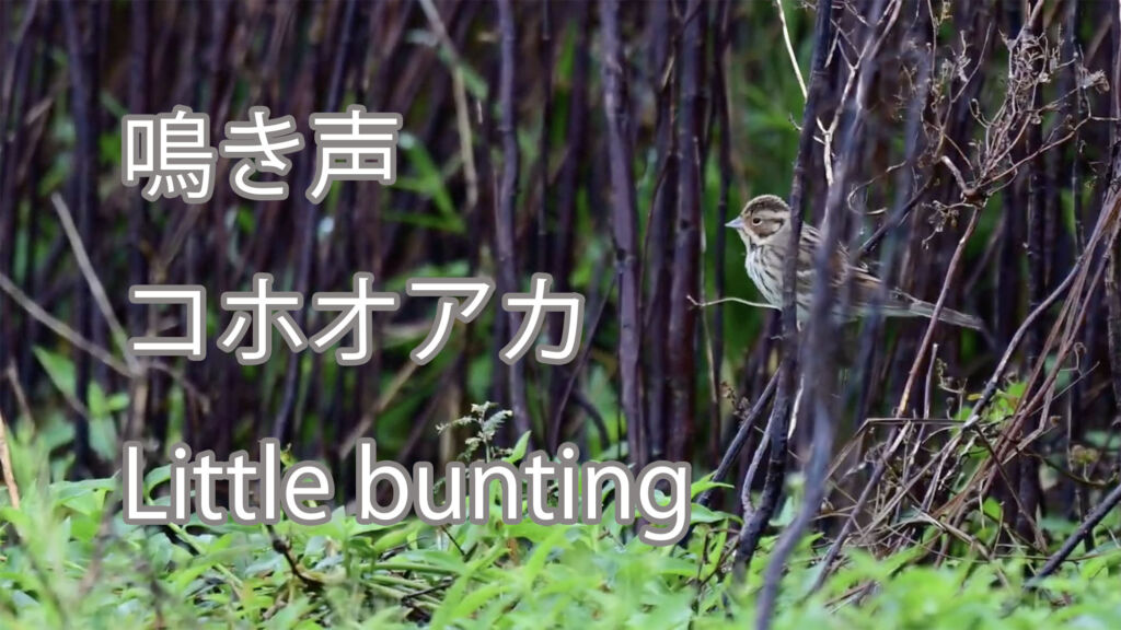 【鳴き声】コホオアカ Little bunting