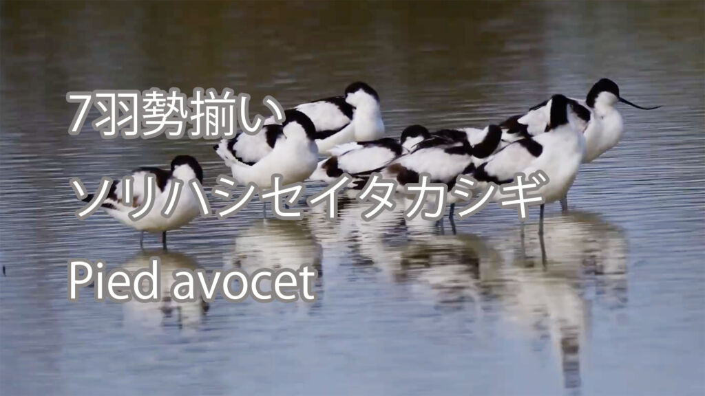 【7羽勢揃い】ソリハシセイタカシギ Pied avocet