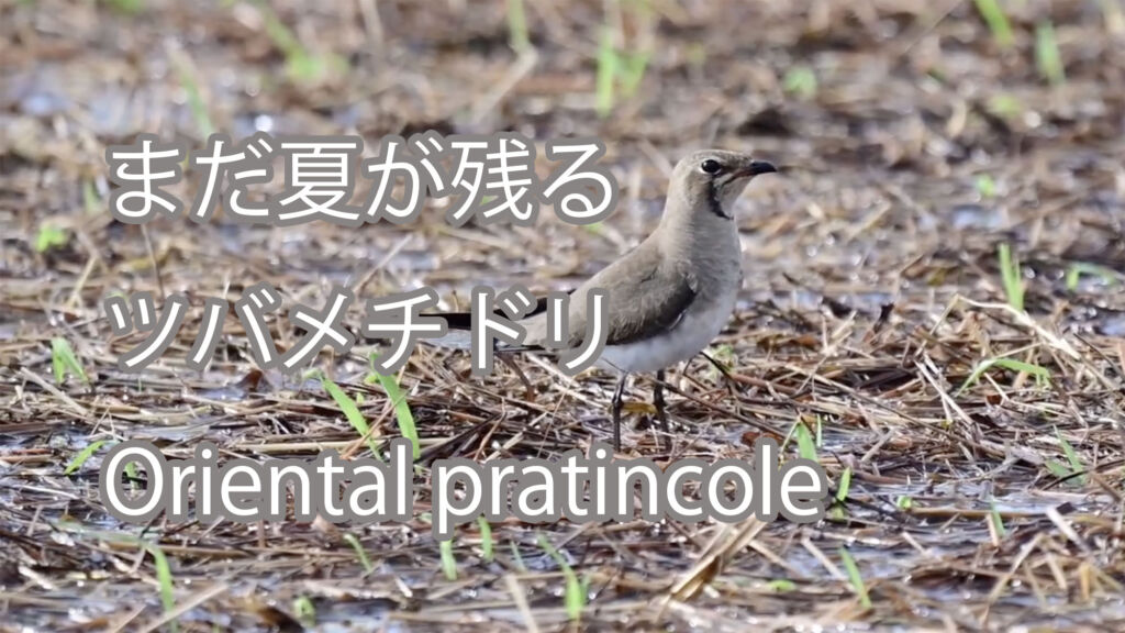 【まだ夏が残る】ツバメチドリ Oriental pratincole