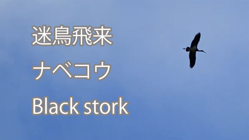 【迷鳥飛来】ナベコウ Black stork