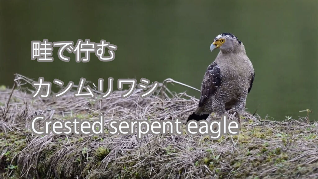 【畦で佇む】カンムリワシ Crested serpent eagle