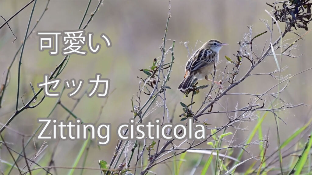 【可愛い】セッカ Zitting cisticola