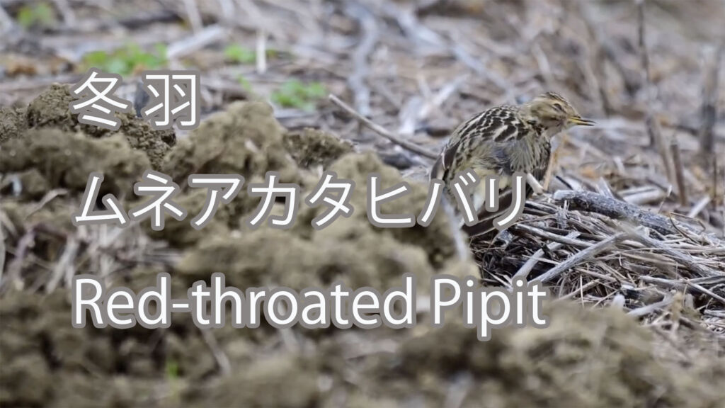 【冬羽】ムネアカタヒバリ Red-throated Pipit