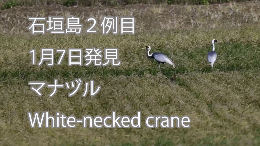 【石垣島２例目、1月7日発見】マナヅル White-necked crane