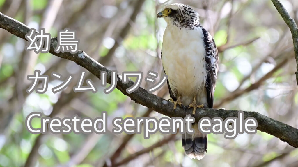 【幼 鳥】カンムリワシ Crested serpent eagle