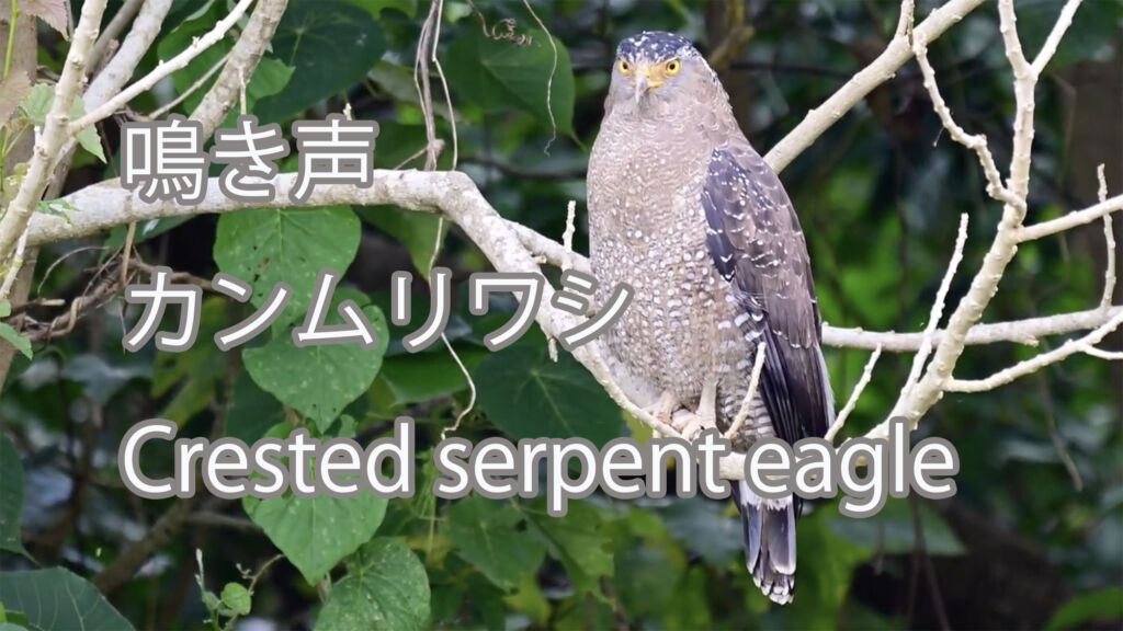 【鳴き声】 カンムリワシ  Crested serpent eagle