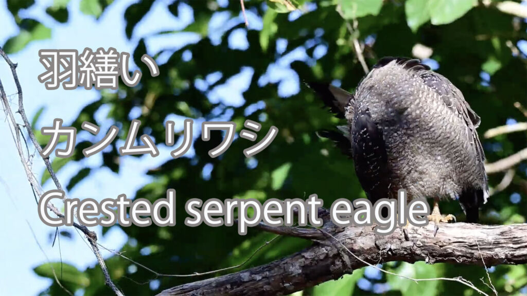 【羽繕い】 カンムリワシ   Crested serpent eagle