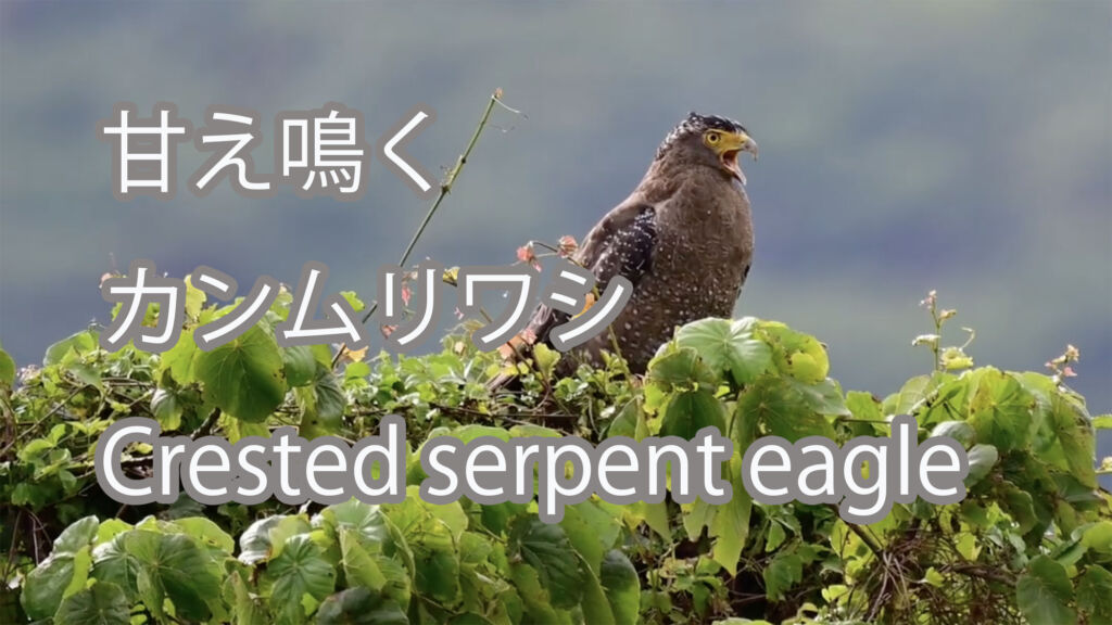 【甘え鳴く】カンムリワシ Crested serpent eagle