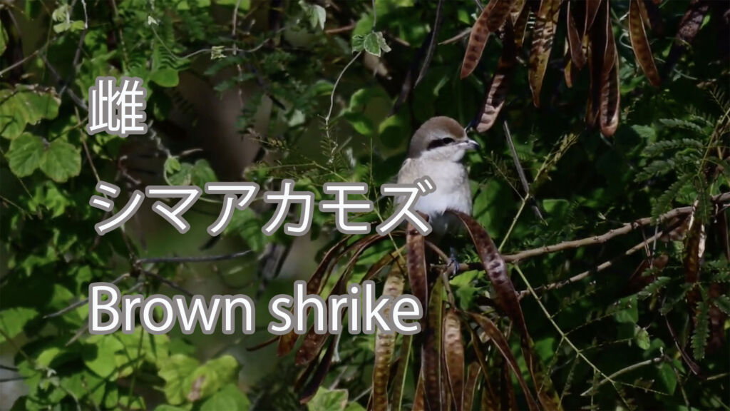 【雌】シマアカモズ Brown shrike