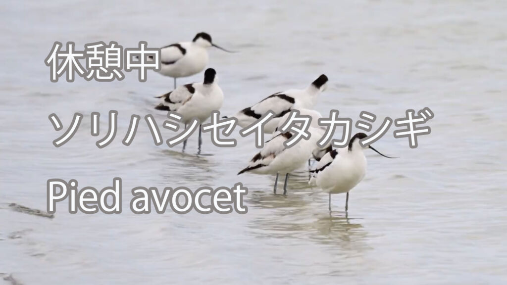 【休憩中】ソリハシセイタカシギ Pied avocet