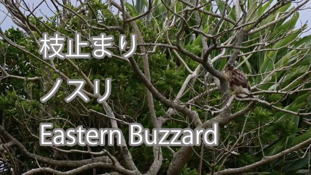 【枝止まり】ノスリ Eastern Buzzard