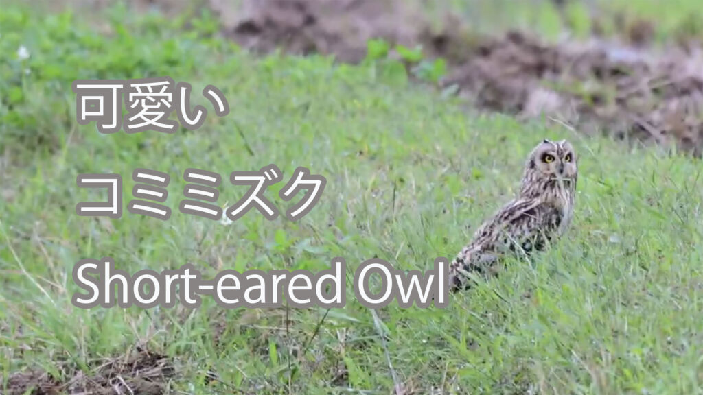 【可愛い】コミミズク Short-eared Owl