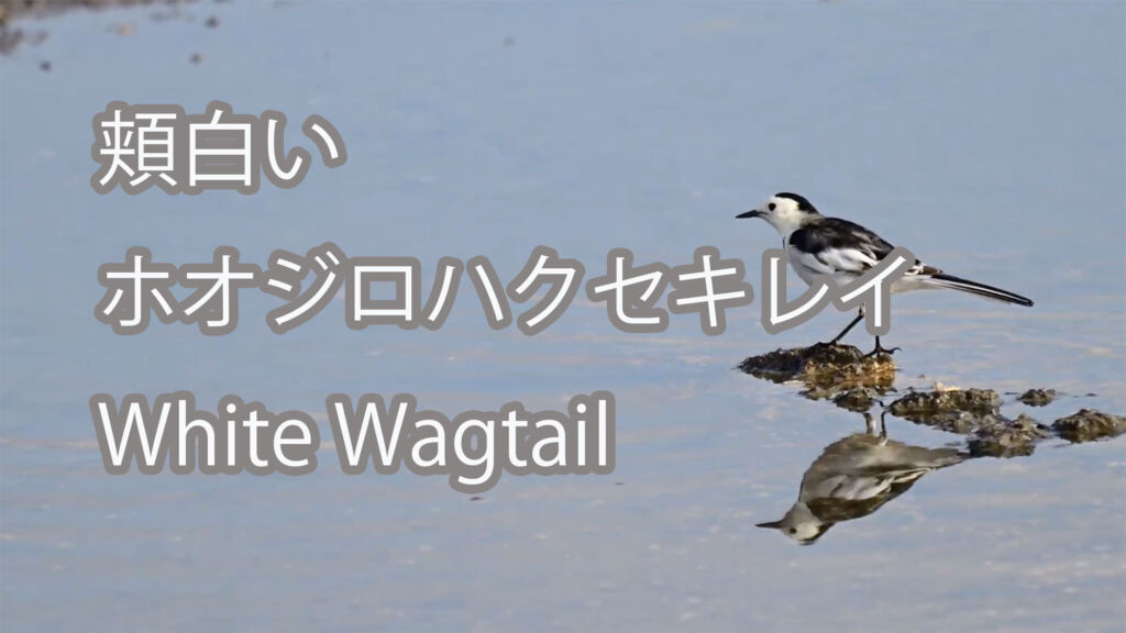 【頬白い】ホオジロハクセキレイ White Wagtail