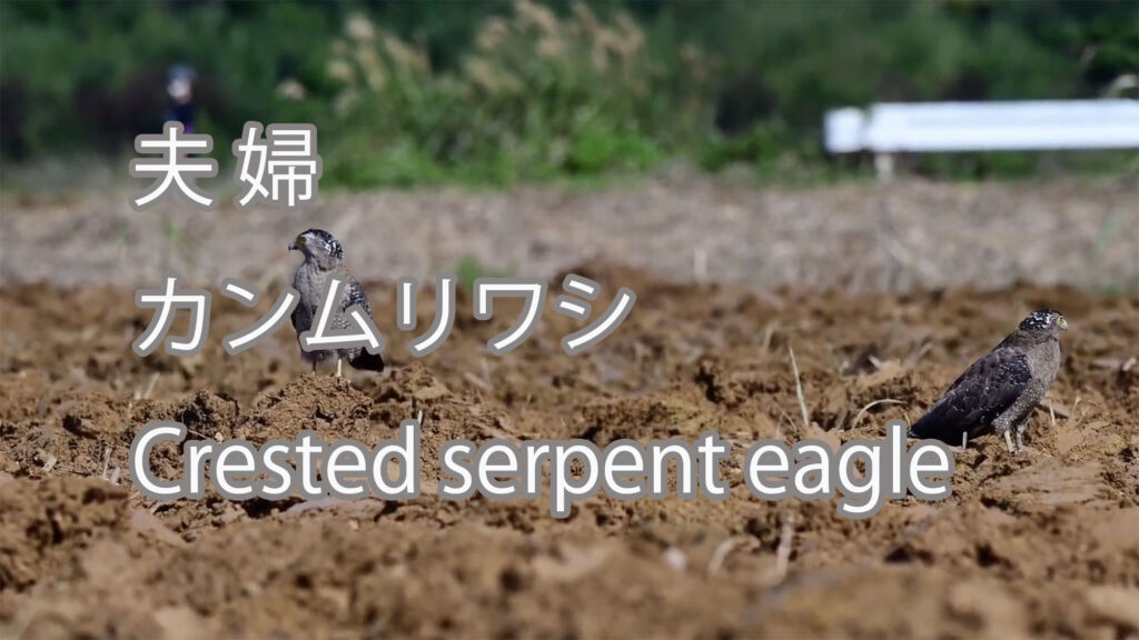 【夫 婦】カンムリワシ Crested serpent eagle