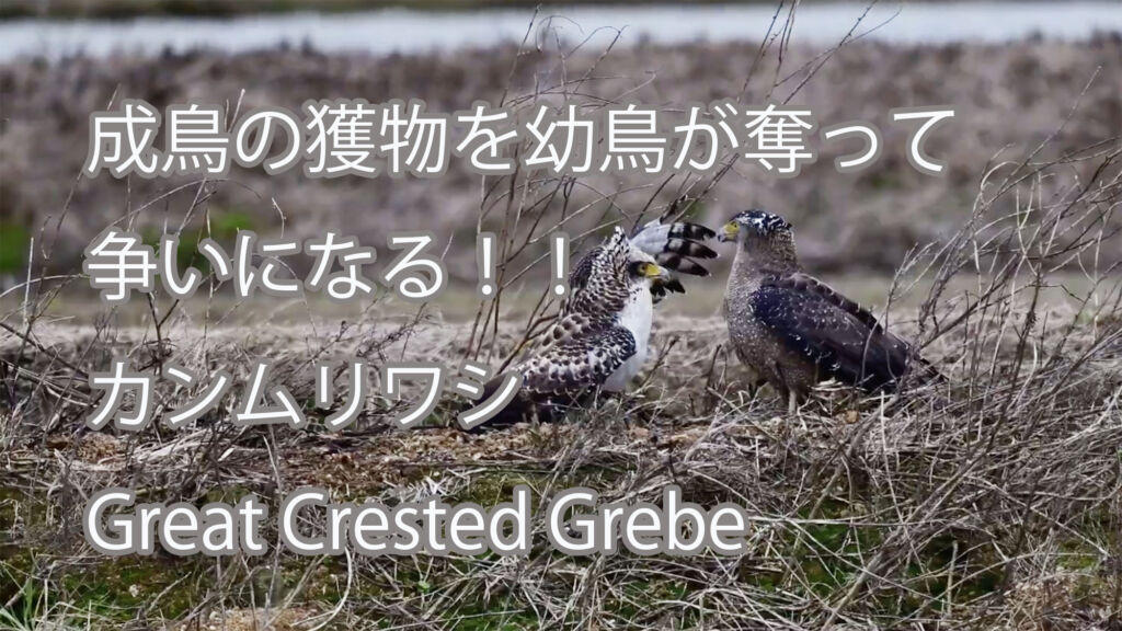 【成鳥の獲物を幼鳥が奪って争いになる！！】カンムリワシ Great Crested Grebe