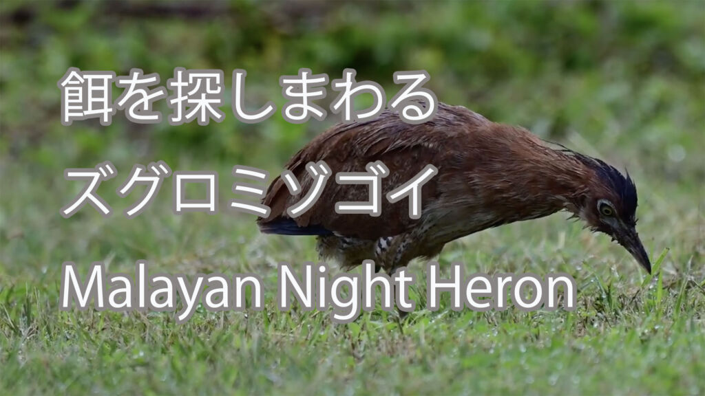 【餌を探しまわる】ズグロミゾゴイ Malayan Night Heron
