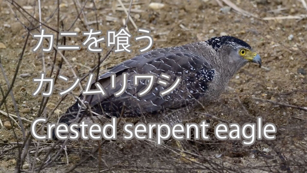 【カニを喰う】カンムリワシ Crested serpent eagle