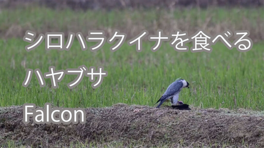 【シロハラクイナを食べる】ハヤブサ Falcon