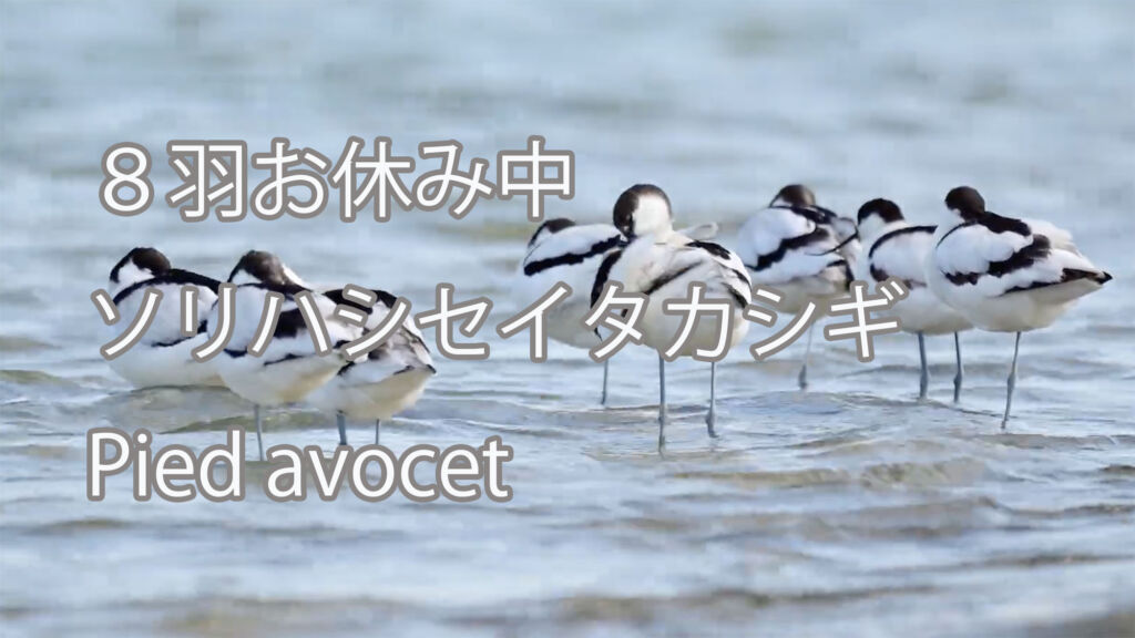 【８羽お休み中】ソリハシセイタカシギ Pied avocet