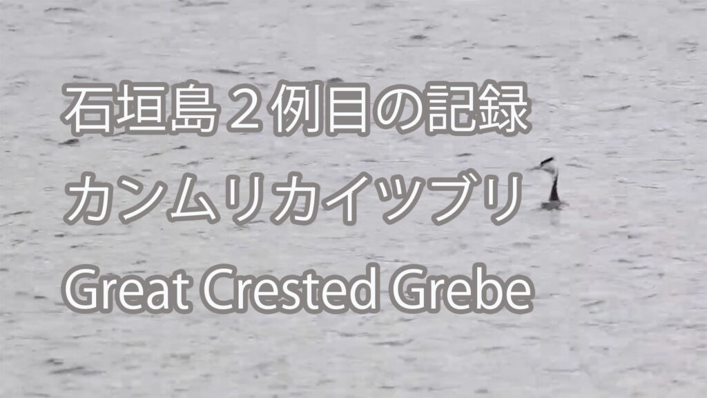 【石垣島２例目の記録】カンムリカイツブリGreat Crested Grebe