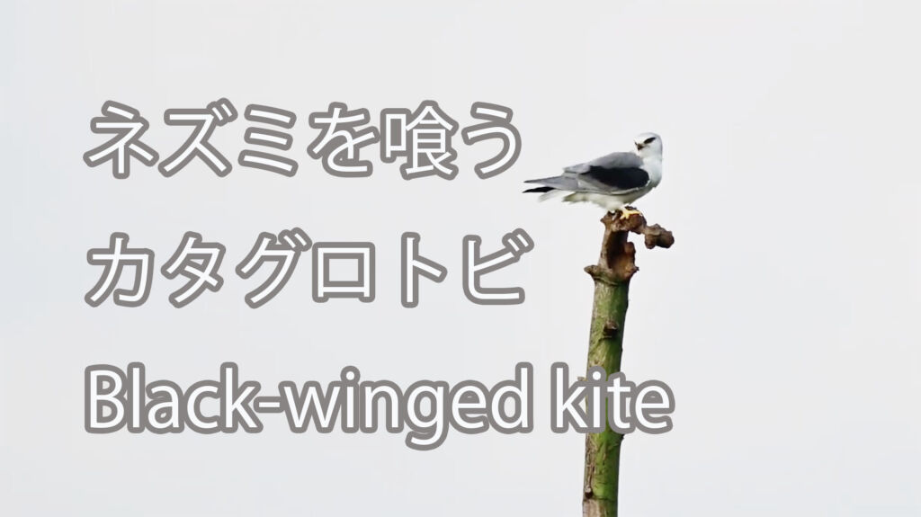 【ネズミを喰う】カタグロトビ Black-winged kite