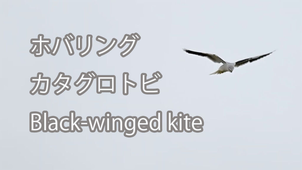 【ホバリング】カタグロトビ Black-winged kite