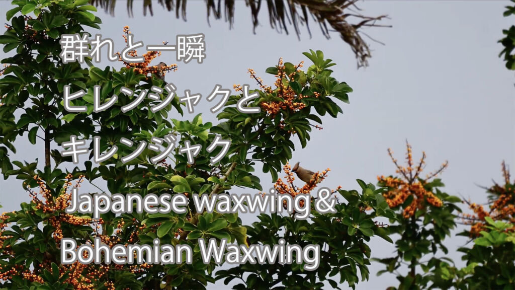 【群れと一瞬】ヒレンジャクとキレンジャク Japanese waxwing＆Bohemian Waxwing