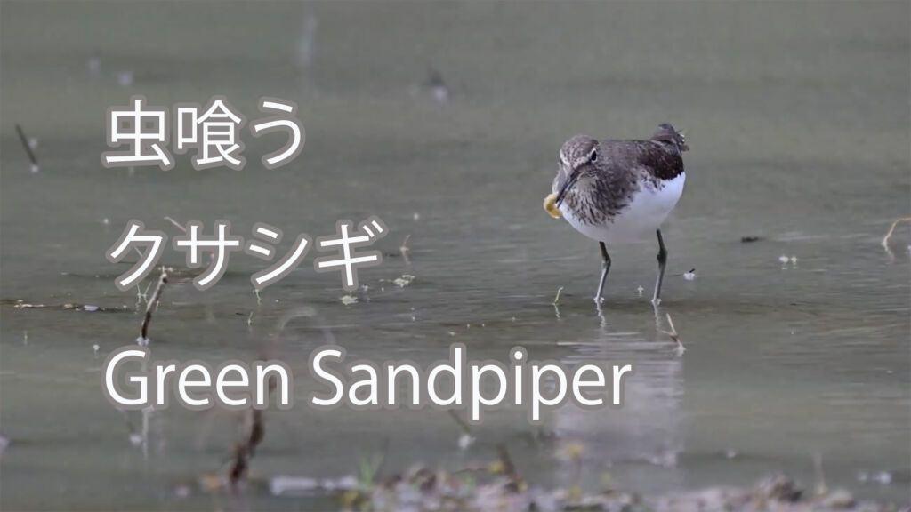 【虫喰う】クサシギ Green Sandpiper