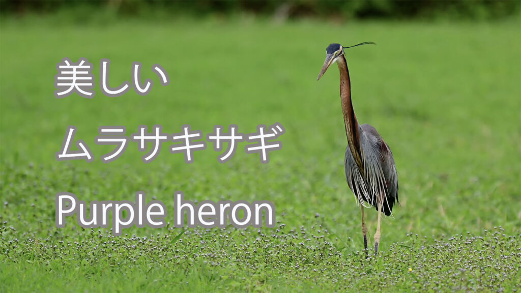 【美しい】ムラサキサギ Purple heron