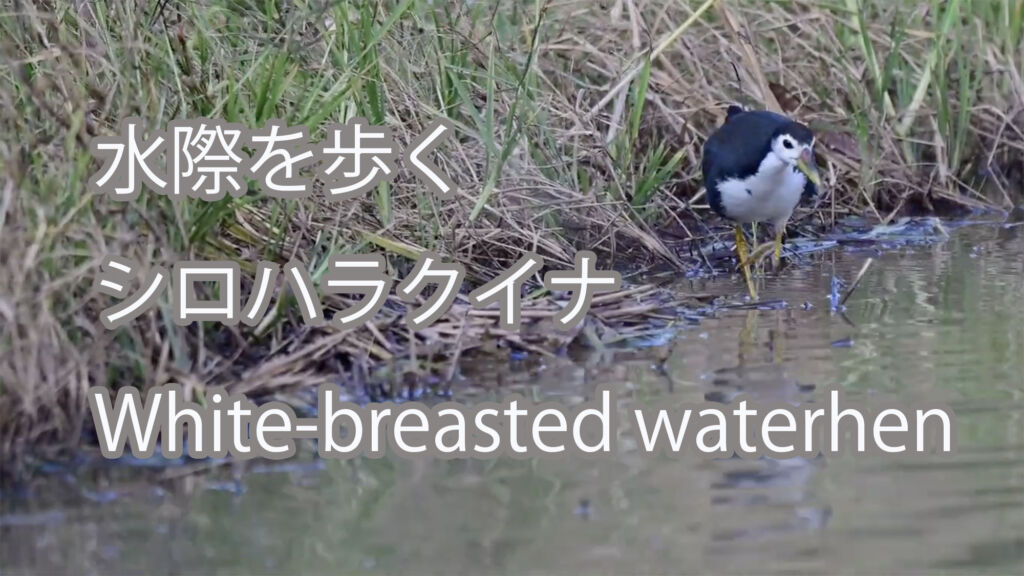 【水際を歩く】シロハラクイナ White-breasted waterhen