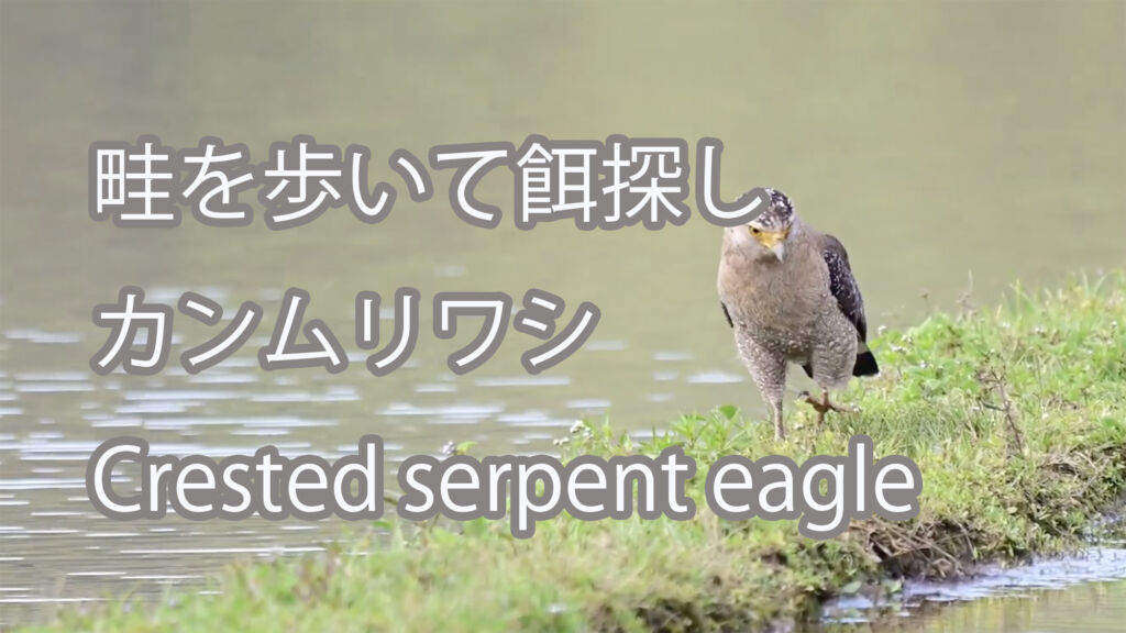 【畦を歩いて餌探し】カンムリワシ Crested serpent eagle
