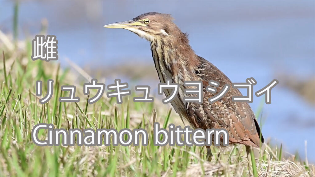 【雌】リュウキュウヨシゴイ Cinnamon bittern
