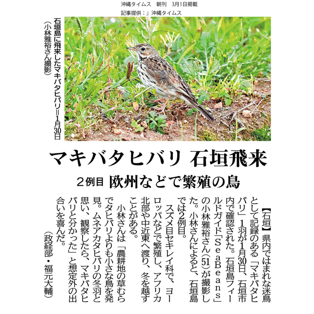 沖縄タイムス 3月1日朝刊 マキバタヒバリ石垣飛来