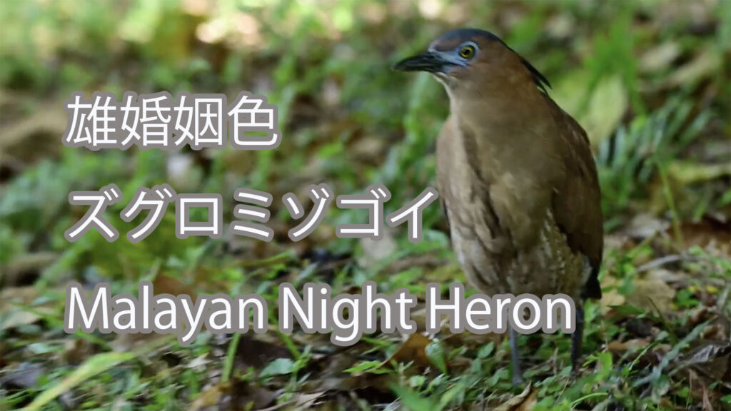 【雄婚姻色】ズグロミゾゴイ Malayan Night Heron