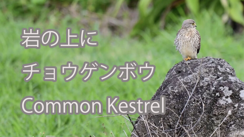 【岩の上に】チョウゲンボウ Common Kestrel