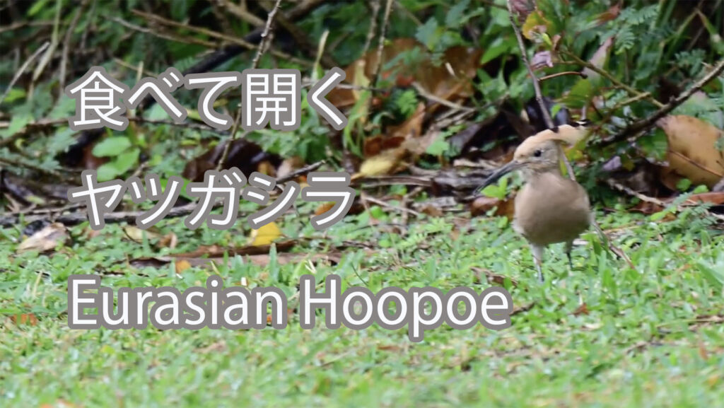 【食べて開く】ヤツガシラ Eurasian Hoopoe