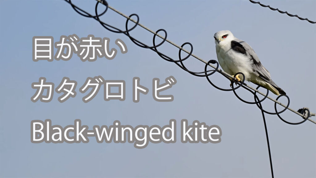 【目が赤い】カタグロトビ Black-winged kite