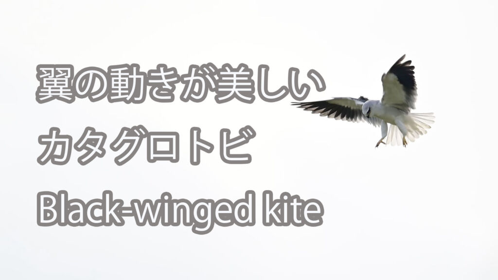 【翼の動きが美しい】カタグロトビ Black-winged kite